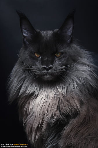 Maine Coon 1