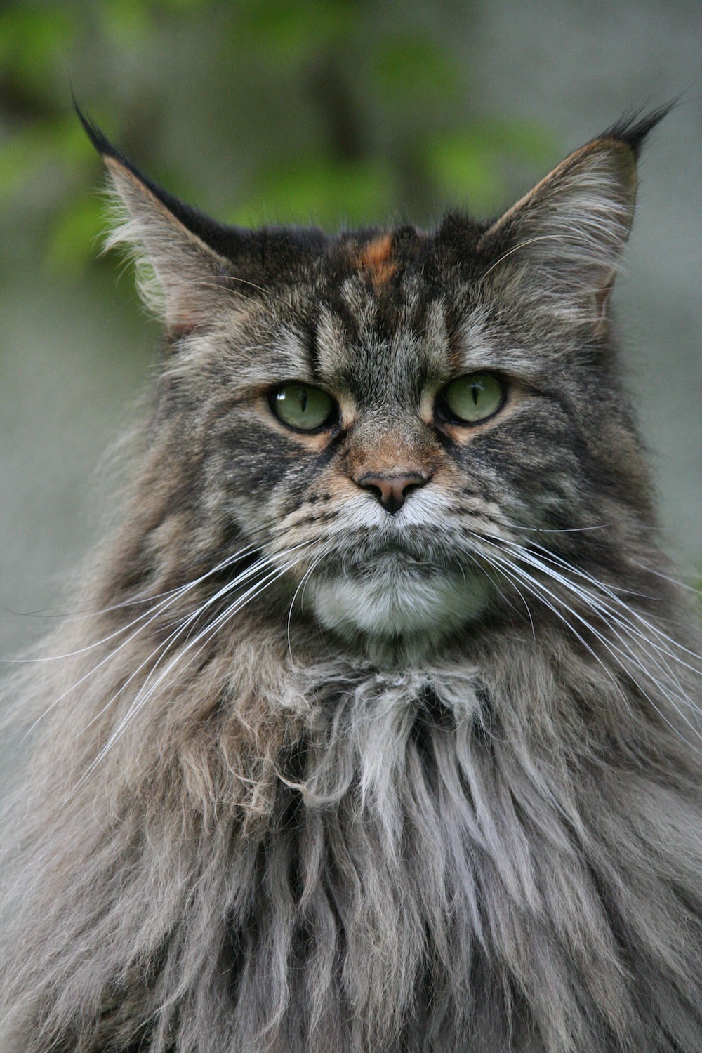 Maine Coon 2