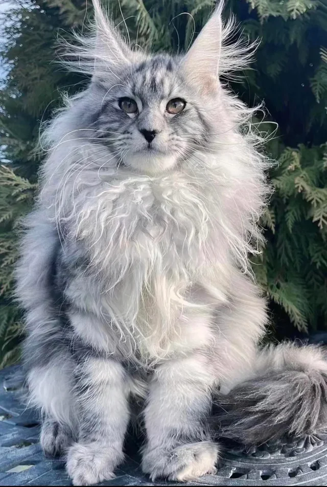 Maine Coon 3