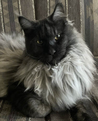 Maine Coon 4