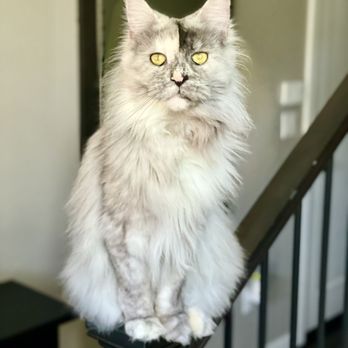 Maine Coon 5