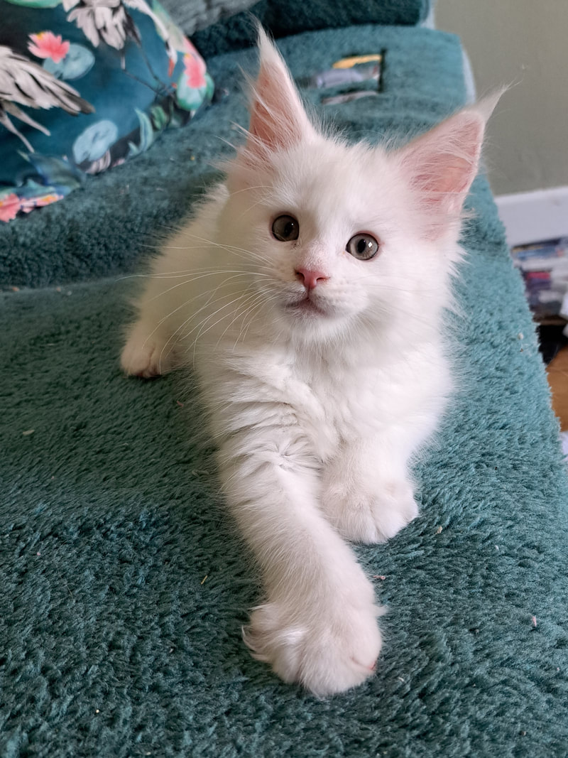 Maine Coon 6